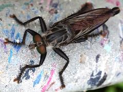 (Promachus Giant Robber Fly) front