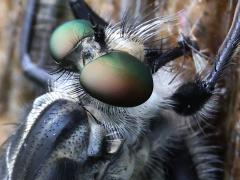 (Promachus Giant Robber Fly) head