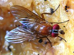 (Dichaetomyia Fly) back