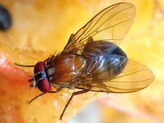 (Dichaetomyia Fly) dorsal
