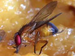 (Dichaetomyia Fly) lateral