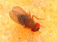 (Immigrant Fruit Fly) back