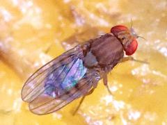 (Immigrant Fruit Fly) dorsal