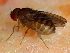 (Immigrant Fruit Fly) lateral