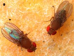 (Immigrant Fruit Fly) pair