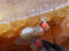 (Immigrant Fruit Fly) profile