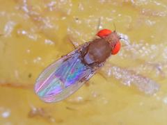 (Immigrant Fruit Fly) top