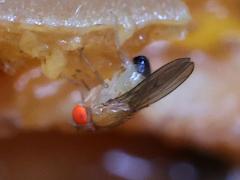 (Common Fruit Fly) profile