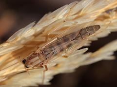 (Decorus Midge) female dorsal