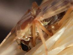 (Decorus Midge) female head