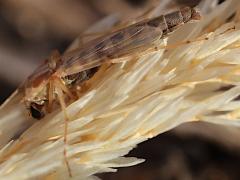 (Decorus Midge) female lateral