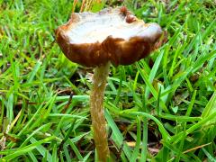(Agrocybe Gilled Mushroom) lateral