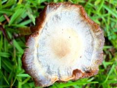 (Agrocybe Gilled Mushroom) topside