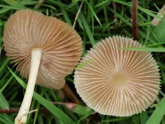 (Agrocybe Gilled Mushroom) underside