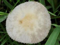 (Agrocybe Gilled Mushroom) upperside