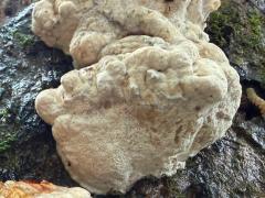 (Red-banded Polypore) underside