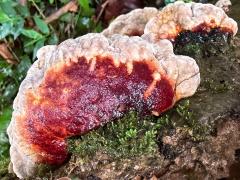 (Red-banded Polypore) upperside