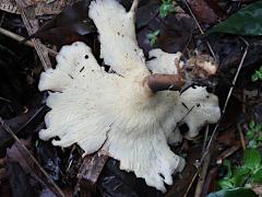 (Pleurotus Oyster Mushroom) underside