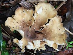(Pleurotus Oyster Mushroom) upperside