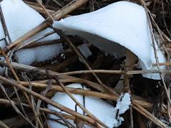 (Leucocoprinus Chalk Mushroom) lateral