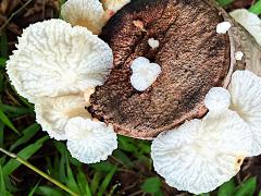 (Fairy Parachutes) colony