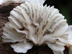 (Fairy Parachutes) on log