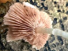 (Agaricales Mushroom) underside