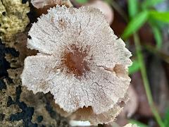 (Agaricales Mushroom) upperside