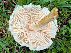 (Agaricaceae Field Mushroom) underside