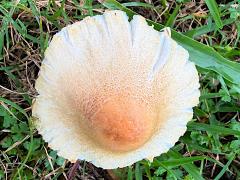 (Agaricaceae Field Mushroom) upperside