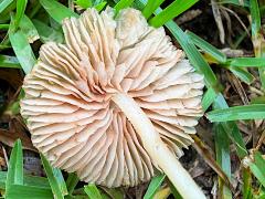 (Agrocybe Gilled Mushroom) underside