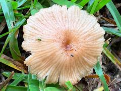 (Agrocybe Gilled Mushroom) upperside