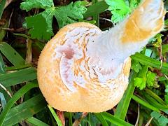 (Amanita Mushroom) underside