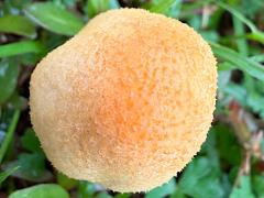 (Amanita Mushroom) upperside