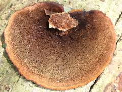 (Polyporaceae Bracket Fungus) underside