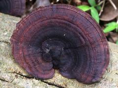 (Polyporaceae Bracket Fungus) upperside