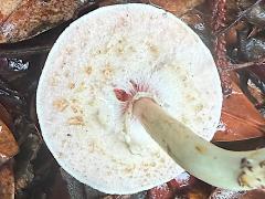(Agaricus Field Mushroom) underside