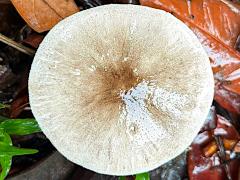 (Agaricus Field Mushroom) upperside