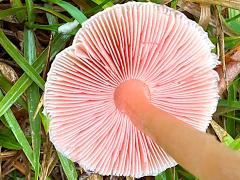 (Diminutive Agaricus) underside