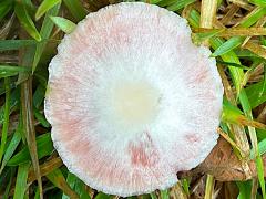 (Diminutive Agaricus) upperside