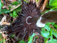 (Coprinopsis Inkcap) underside