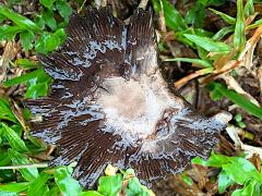 (Coprinopsis Inkcap) upperside