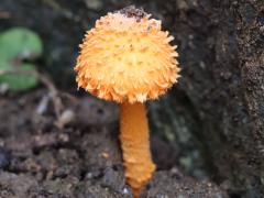 (Scaly Tangerine Mushroom) lateral