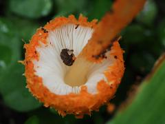 (Scaly Tangerine Mushroom) underside