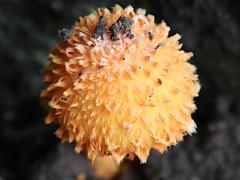 (Scaly Tangerine Mushroom) upperside