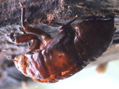 (Yayeyamana Cicada) molted exuvia