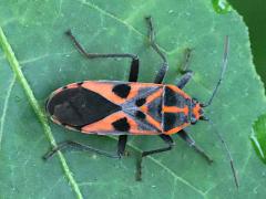 (Darth Maul Bug) dorsal