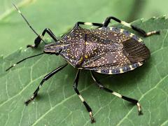(Yellow-spotted Stink Bug) dorsal
