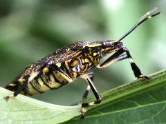 (Yellow-spotted Stink Bug) lateral