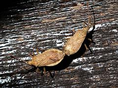 (Unipunctatus Bug) mating dorsal